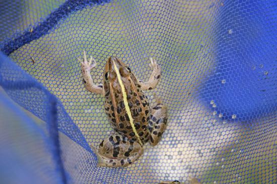 印旛沼でカミツキガメ捕まえてきた!!!_2147483647