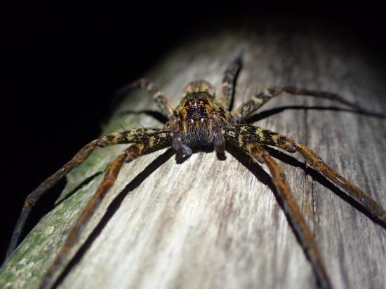 俺が撮影した野生動物の写真を見てくれよ_35184372088831