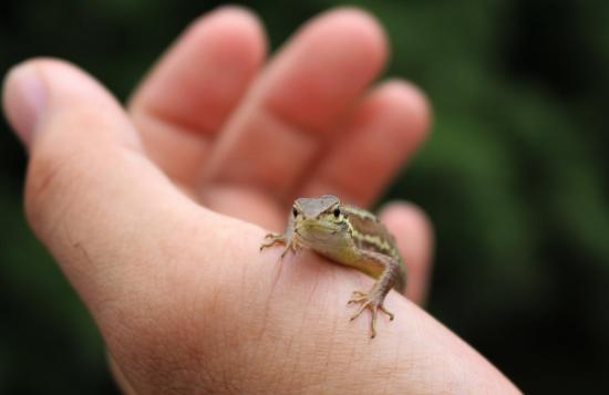俺が撮影した野生動物の写真を見てくれよ_562949953421311