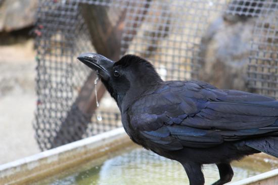 俺が撮影した野生動物の写真を見てくれよ_144115188075855871