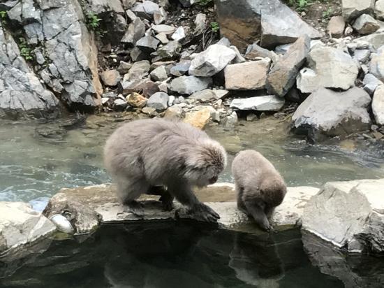 GWに長野行ってきた_1073741823