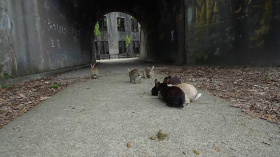 うさぎ島行ってきたw_1023