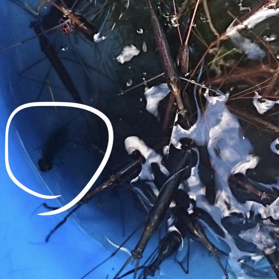 ミズカマキリとったけど見る?_1023