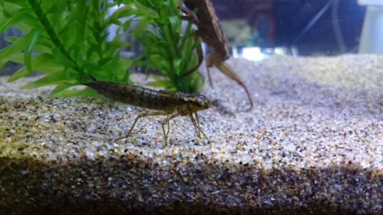 ミズカマキリとったけど見る?_2047