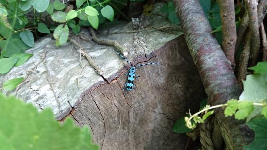 ミズカマキリとったけど見る?_4095